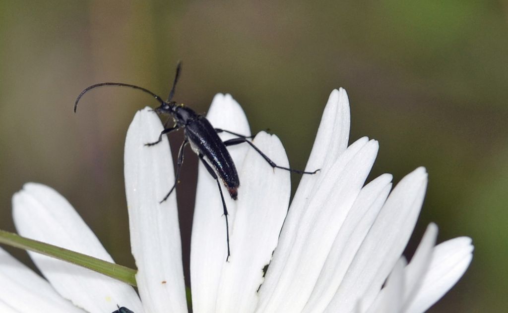 Piccolo cerambicide:  Stenurella nigra